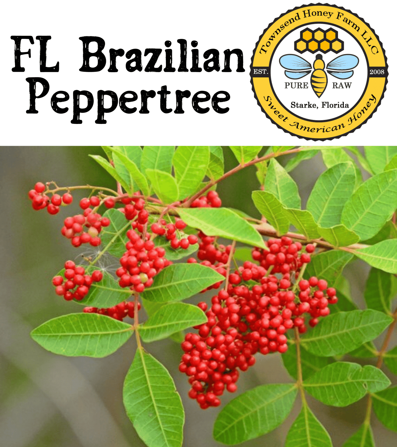Florida Pure Raw Brazilian Peppertree Honey - Townsend Honey Farm LLC