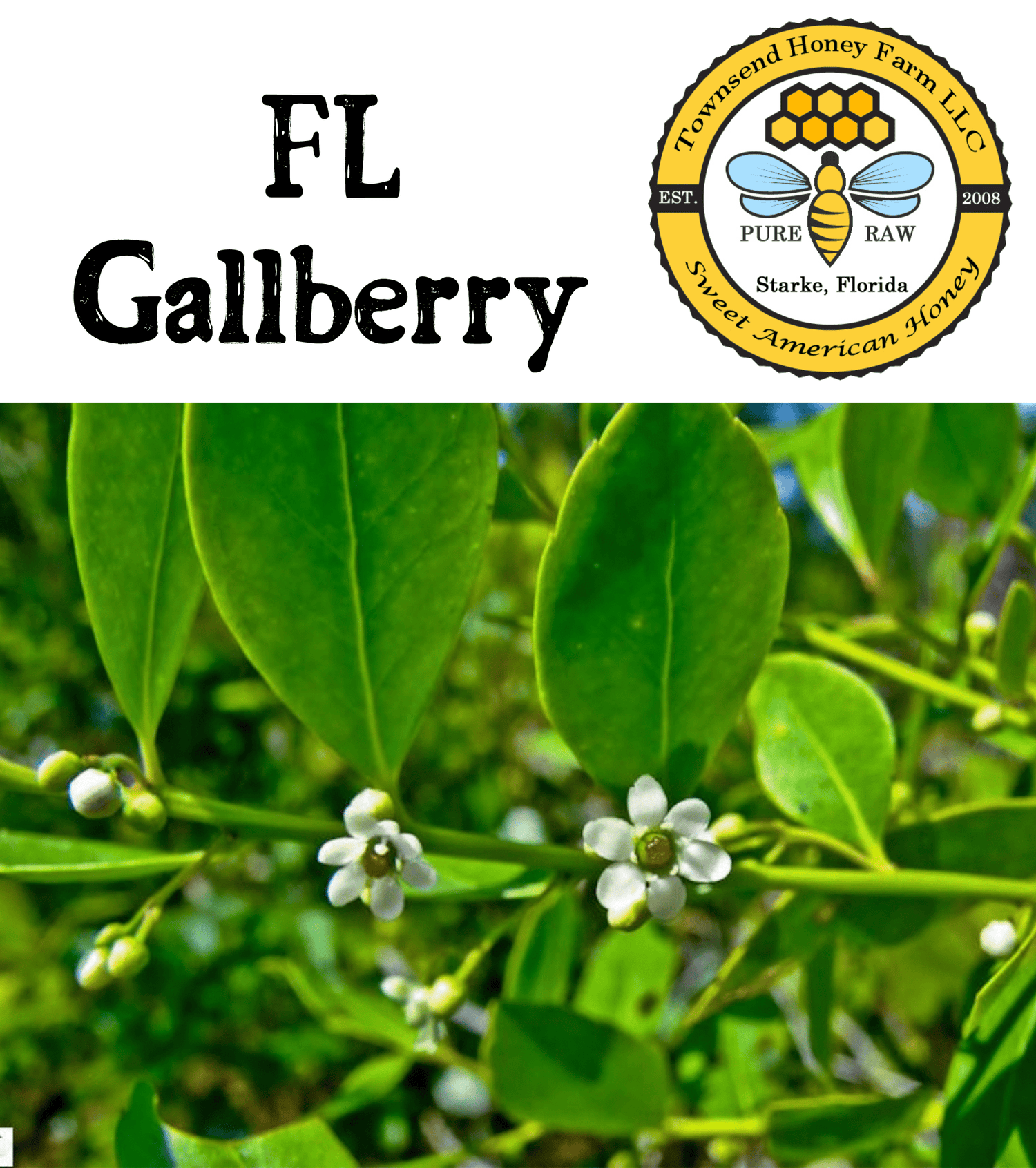 Florida Pure Raw Gallberry Honey - Townsend Honey Farm LLC