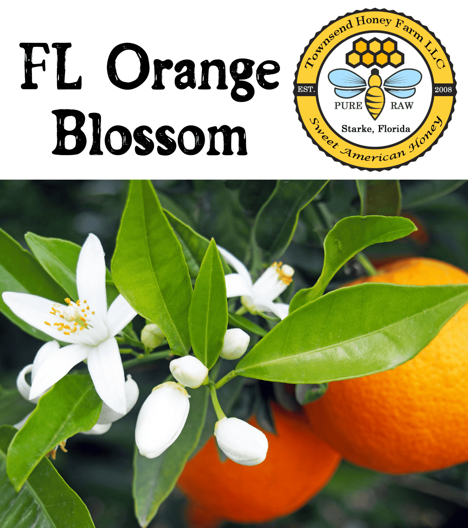 Florida Pure Raw Orange Blossom Honey - Townsend Honey Farm LLC